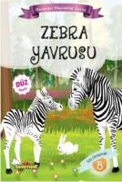 Zebra Yavrusu