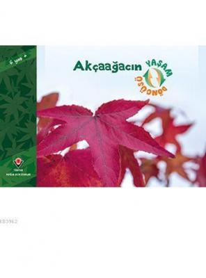 Akçaağacın Yaşam Döngüsü