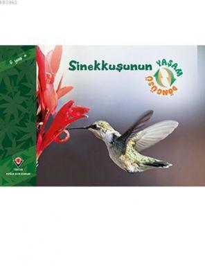 Sinekkuşunun Yaşam Döngüsü